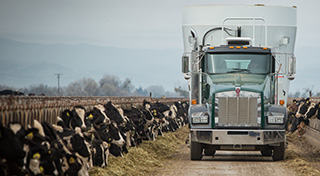 Truck feeding dairy cows